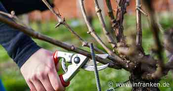 Künstliche Intelligenz beim Rebschnitt