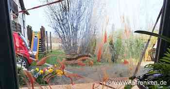 Wildschwein-Attacke im Restaurant: Oster-Essen wird zum blutigen Albtraum