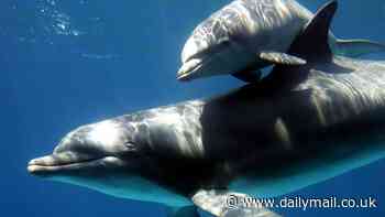 Did you know ANTS are self-aware? Or that giraffes can do mental math? New book documents the little-known brilliance of animal intelligence that may surprise you