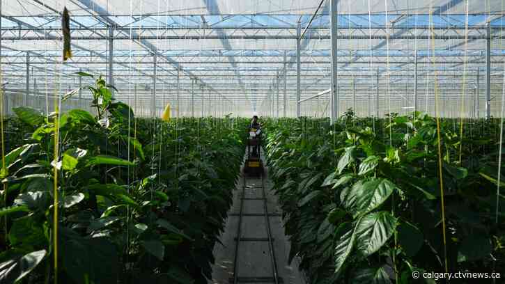 Drought poses key risk to Canada's natural gas producers in 2024: Deloitte