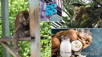 How monkeys are being abused to make your coconut milk: Shocking investigation reveals the conditions of animal 'workers' in Thailand - as Co-Op becomes the latest major supermarket to stop selling Thai milk