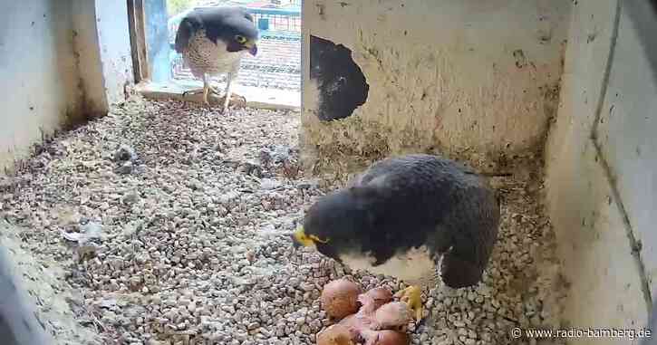 Erstes Wanderfalken-Küken auf der Kaiserburg geschlüpft