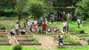 Terrarium, laboratorio per piccoli giardinieri