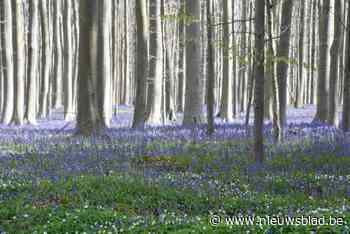 Halle bereidt zich voor op volkstoeloop voor Hyacintenfestival in Hallerbos