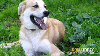 Il Pet Camper Tour arriva a Roma