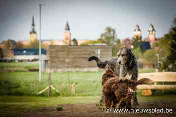 Gemeente organiseert vorming EHBO bij dieren: “Dierenarts legt uit hoe je het best kan ingrijpen”