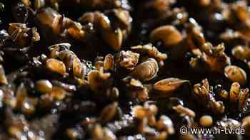 Plage am Bodensee: Quagga-Muscheln verstopfen Wasserleitungen