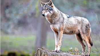 Kreis Calw: Das sagt der CDU-Abgeordnete: Abschuss-Pläne zu harmlos: Mack fordert Jagdrecht für Wölfe