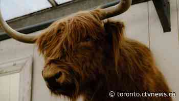 Ontario man charged in dead exotic animal insurance fraud investigation