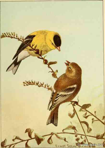 Counting the birds: Great Texas Birding Classic returns