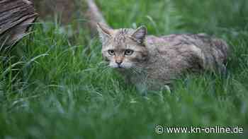 Katzenbaby im Wald gefunden: BUND warnt davor, kleine Kätzchen einfach mitzunehmen
