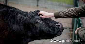 We hebben het vaak over koeienmisbruiker Mehmet, maar hoe gaat het met slachtoffer Laura?