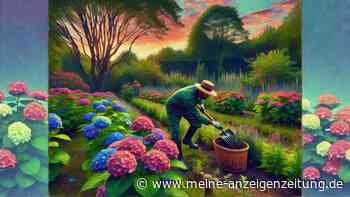 Hortensien richtig düngen: Was ihre Pflanzen im Frühjahr brauchen