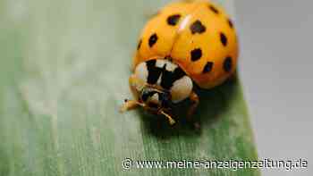 Schädling sieht dem Marienkäfer zum Verwechseln ähnlich – 3 Merkmale
