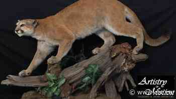 Ontario taxidermist charged with insurance fraud