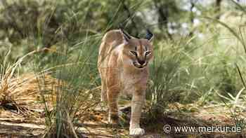 Der Karakal ist eine verführerische Schönheit: Eignet sich die Raubkatze als Haustier?
