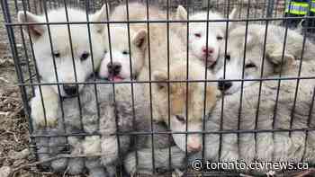 6 puppies found abandoned on side of road in York Region