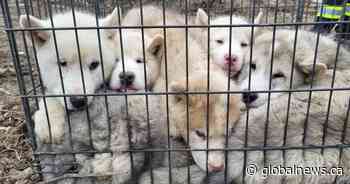 6 puppies found abandoned in wire cage on roadside in York Region