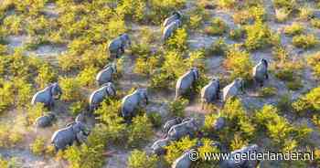 Gek idee of serieuze waarschuwing? Botswana wil 20.000 olifanten slijten aan Duitsland