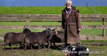 Boudewijn en Joey drijven schapen: ‘De handler stuurt de schapen, de hond helpt mee’