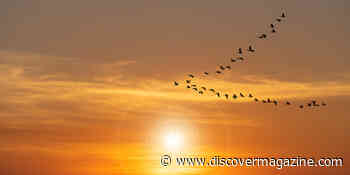 From Songbirds to Dung Beetles, These Animals Can Navigate by Starlight 