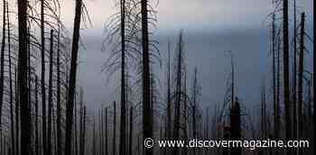 Fighting Every Wildfire Ensures The Big Fires Are More Extreme And May Harm Forests’ Ability To Adapt To Climate Change