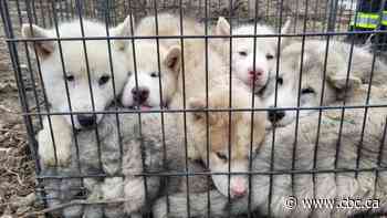 Police seek witnesses after 6 puppies abandoned in King Township