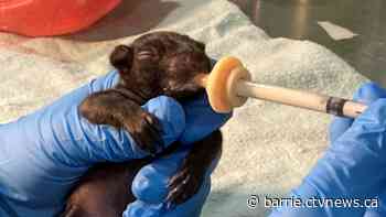 It's baby season at the Procyon Wildlife Centre