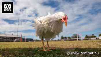 Australia's chicken farmers say they're going backwards due to unfair treatment by processors