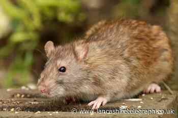 Rat infestation warning to UK households - how to get rid