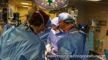 USA: Patient mit Schweineniere aus dem Krankenhaus entlassen