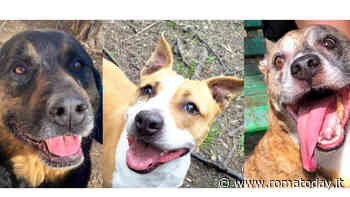 Roy, Brenda e Ringo: i cani che non vedono l’ora di essere adottati