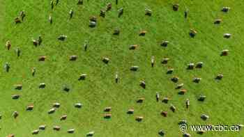 Now that bird flu is spreading among cows, scientists worry where H5N1 will jump next