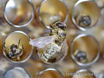 University of Saskatchewan Images of Research contest winners