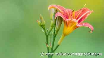 Blumenzwiebeln und Knollen von Sommerblühern jetzt einpflanzen