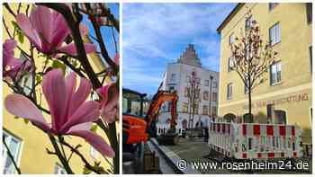 Frühlingserwachen in Wasserburg: Magnolien in der Salzsender-Zeile neu gepflanzt