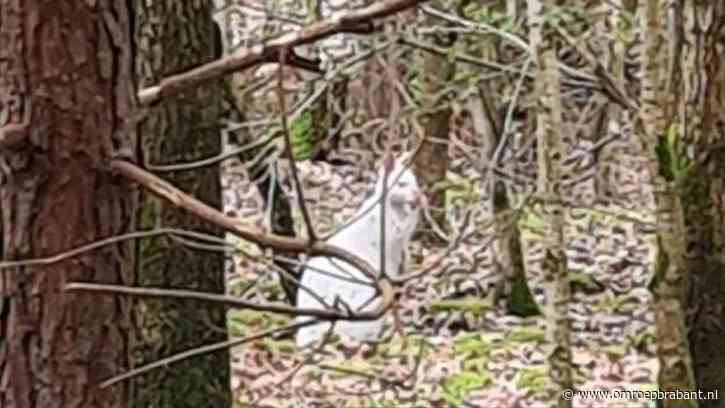 Wandelaars zien kangoeroe door het bos springen: ‘Dit is best uniek’