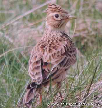 What Elizabethans did to skylarks!