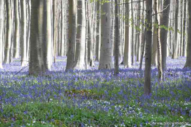 Halle voorbereid op volkstoeloop naar blauw bloementapijt in Hallerbos: “Door bouw van ecoduct is de bereikbaarheid wat moeilijker”
