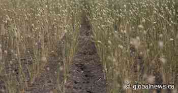 Why climate change on the farm means a high cost for Canadian taxpayers