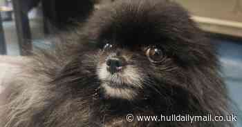 Pregnant dog was taken to vets for euthanasia - now she needs a loving home