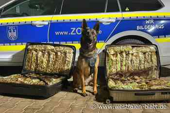 22 Kilo Marihuana: Bielefelder Zoll landet Volltreffer an der A2
