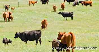 Cow-calf margins move higher