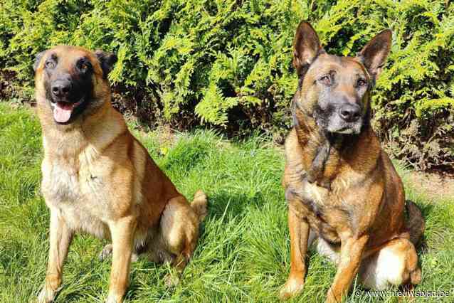 Politiehond Vic zwaait af maar krijgt meteen opvolging van kleine broer Yax