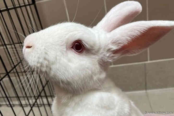 Adoptable Pet of the Week: Buddy