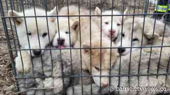 OPP investigating after abandoned puppies are found along side of the road