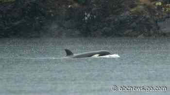 An orca calf stranded in a Canadian lagoon will be airlifted out to reunite with pod