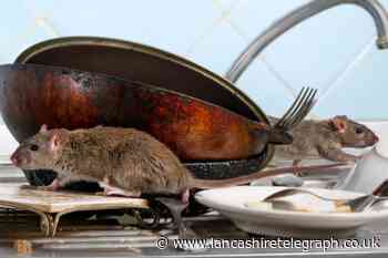 Experts share how to clean your house to keep rodents away