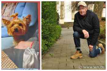 Ausgebüxter Husky beißt Hündin tot: Bella hatte keine Chance