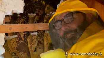 Sentono un ronzio vicino al letto: scavano nel muro e trovano 70mila api